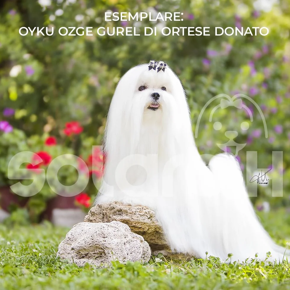 Solaro H | Shampoo per Cani e Gatti Ultra Soft Delicato, Districante, Nutriente per Manti Lunghi 500ml | Made in Italy