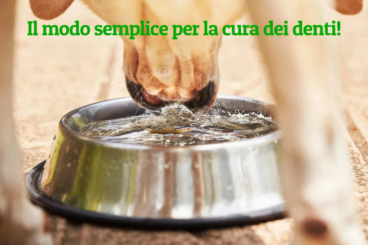 Additivo per Acqua per l'igiene Orale di Cani e Gatti | Alito frescho e Denti sani - Aiuta a prevenire placca e tartaro - 500ml (Classic)