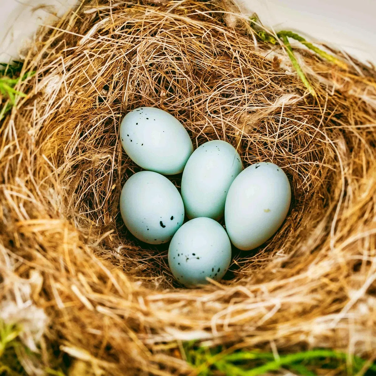 Fibre di cocco biologiche a fibra lunga – 500 g per animali uccelli , tartarughe, ragni – artigianato – decorazione floristica orchidee