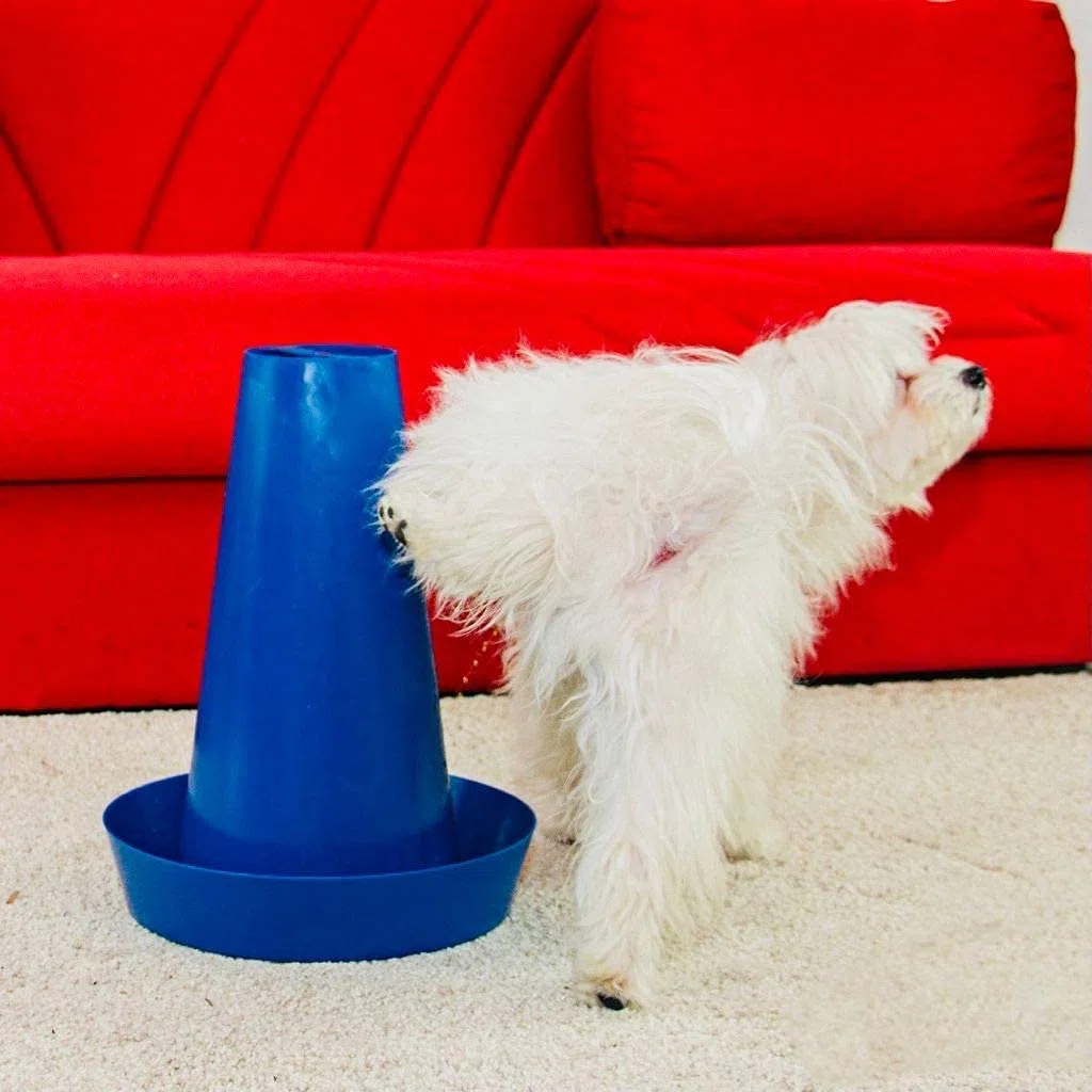 PIPPi WC per Cani Maschi – Vasino per Cani da Interno ed Esterno – Colonna Orinatoio Lavabile – Alternativa alla Traversina Confezione da 1 Verde