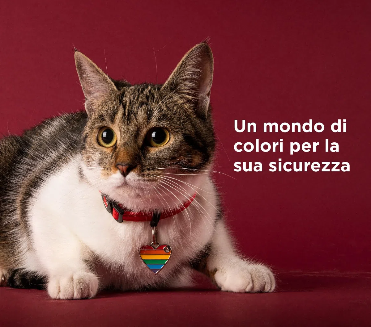 MyFamily Medaglietta per Cane Personalizzata Made in Italy, Osso Grande, Targhetta Cane con Incisione Gratis, Smaltata a Mano in Metallo, Collezione Rainbow