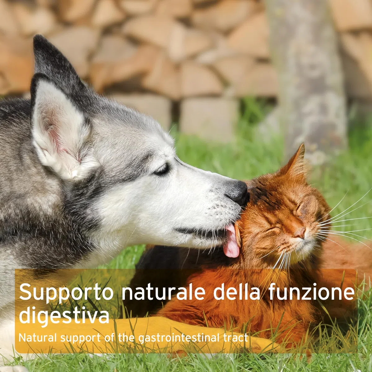AniForte American Elm Bark Powder 100g - Slippery Elm Bark Powder Naturale per Cani e Gatti, Benessere del Tratto gastrointestinale, Supporto della Flora intestinale, apporto di vitamine