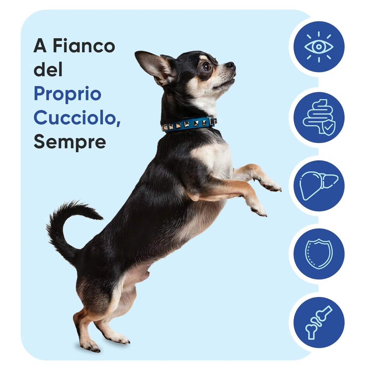Vitamine per Cani con Minerali, 365 Compresse (1 Anno), 18 Vitamine e Minerali, Sistema Immunitario, Ossa, Articolazioni e Pelo, Integratori per Cani per Tutte le Taglie ed Età, Formulato nel Regno