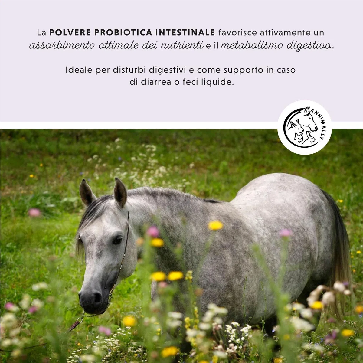 Polvere probiotica per cavalli - 750 g di polvere intestinale con lievito vivo per una flora intestinale sana - Batteri intestinali per la sanificazione intestinale nei cavalli, in caso di feci liquid