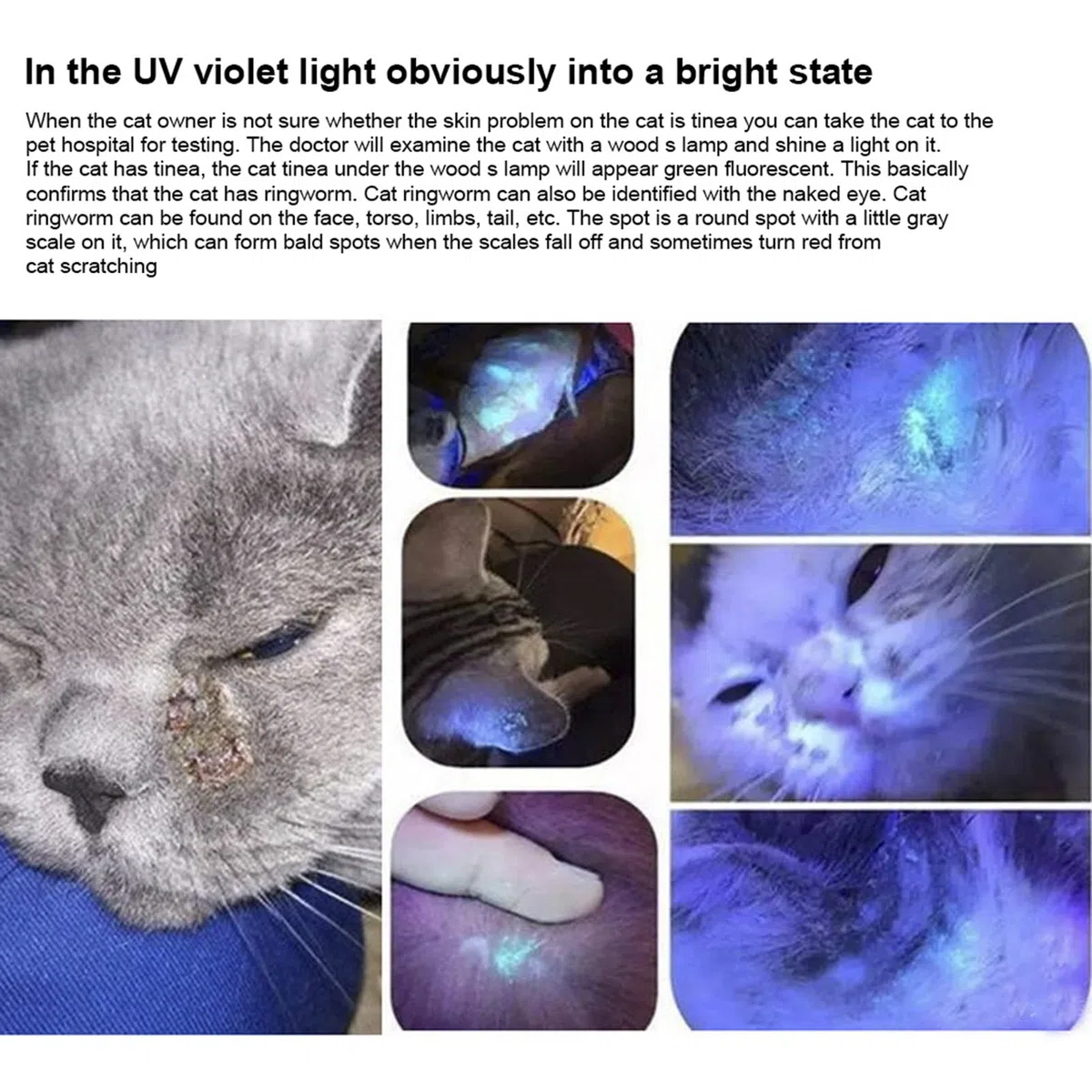 Lampada Veterinaria in Legno Rilevamento di Funghi per Animali Domestici Torcia Impermeabile Pelle Luce Ultravioletta Muschio di Gatto Luce Tinea 365 UV Specchio Nero, per La Cura del Cane/Gatto