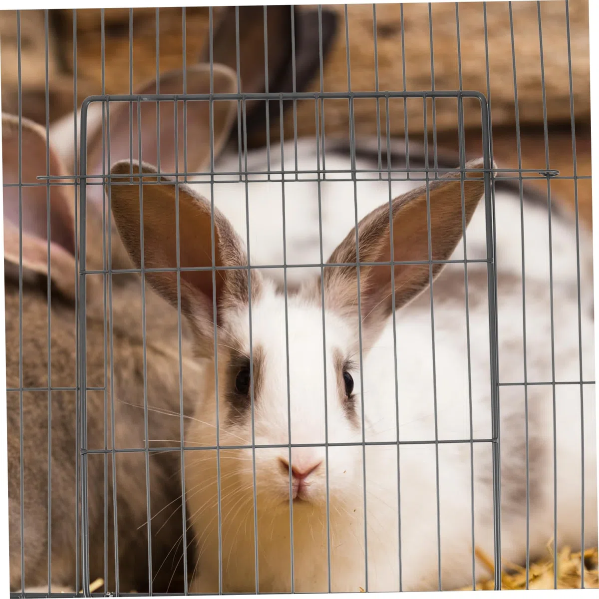 Porta per Gabbia Animale Domestico in Ferro Nero, Facile da Smontare e Stabile, per Cuccia per Cani e Gabbie per Criceti