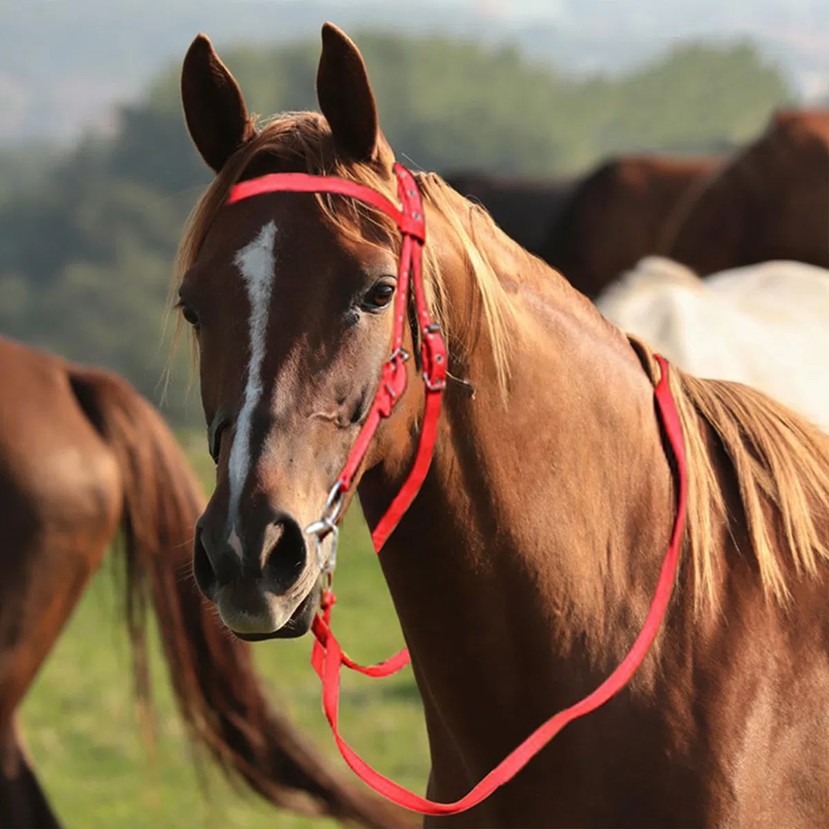 Testiera Briglia Da Addestramento Per - Testiera Regolabile, Set Di Briglie In Corda | Testiera E Redini Per , Briglia Da Equitazione Con Corda Per Equitazione In Scuderia, Accessori Pe