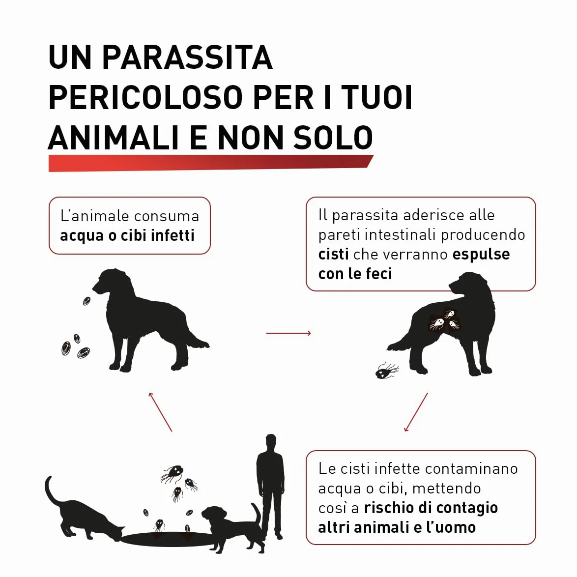 Panacur Pasta - Vermifugo Per Cani E Gatti, Libera da Giardia, Vermi Tondi e Vermi Piatti. Per Cani E Gatti Dai Gusti Difficile
