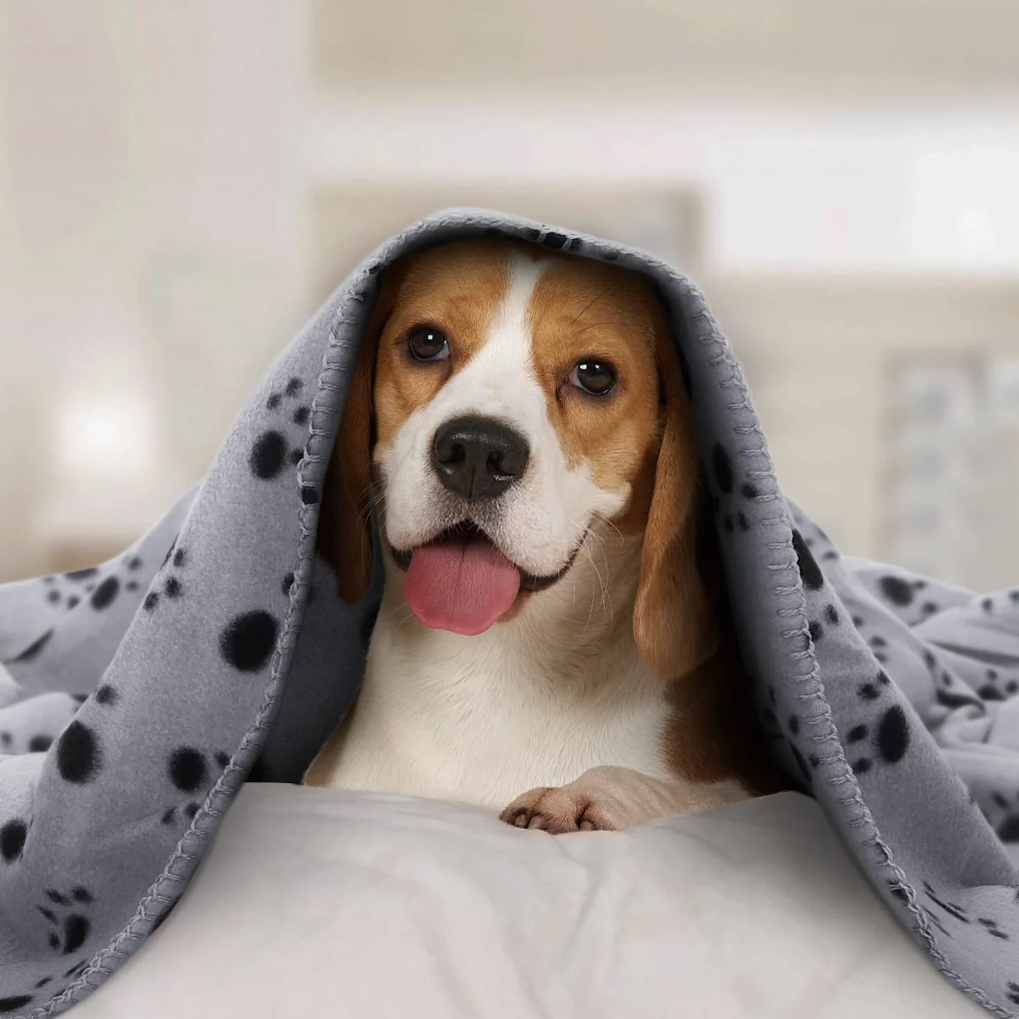 Nobleza 6 Pezzi Morbida Coperta in Pile per Cani e Gatti Color Grigio Misure 75 * 75 cm