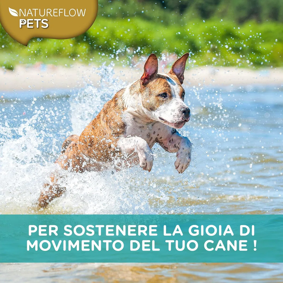 Polvere di cozza verde per cani – Integratore naturale con glucosamina, green lipped mussel 500g, supporto articolare, cozza verde cani, benessere e mobilità