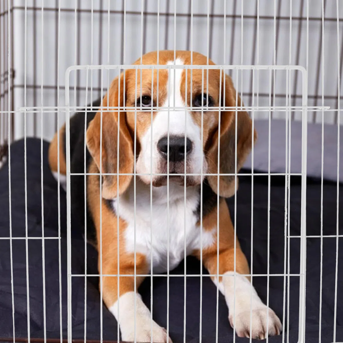 e Porta Pieghevole Interna per per Gatti per in Ferro Bianco Rete Fitta Design Componibile Facile da Montare per Recinti e Trasporto Animali
