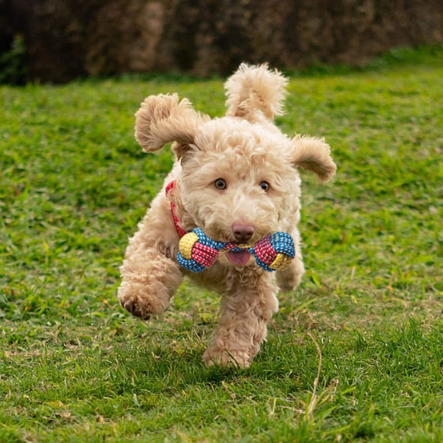 Toozey Giochi per Cani, Set di 7 Giocattoli per Cuccioli, Giocattoli Intelligenti da Masticare e Corda per Cani Durevole e Squillante, Cotone Naturale, Allevia Lo Stress e la Noia