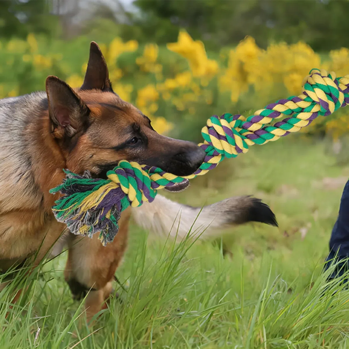 Corda da Gioco per Cani in Puro Cotone, 3 Nodi, 55 CM/390g, Confezione da 2 Giocattoli Indistruttibili da Masticare per Tiro