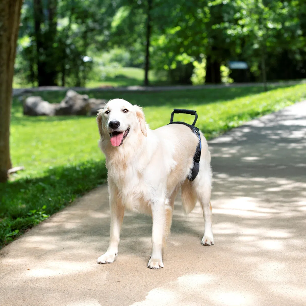 PetSafe Carelift, Pettorina di Supporto Posteriore, Ausilio per Il Sollevamento con Impugnatura e Spallaccio, Adatto a Cani Disabili o Anziani, Comodo, Traspirante, Facile da Regolare, L