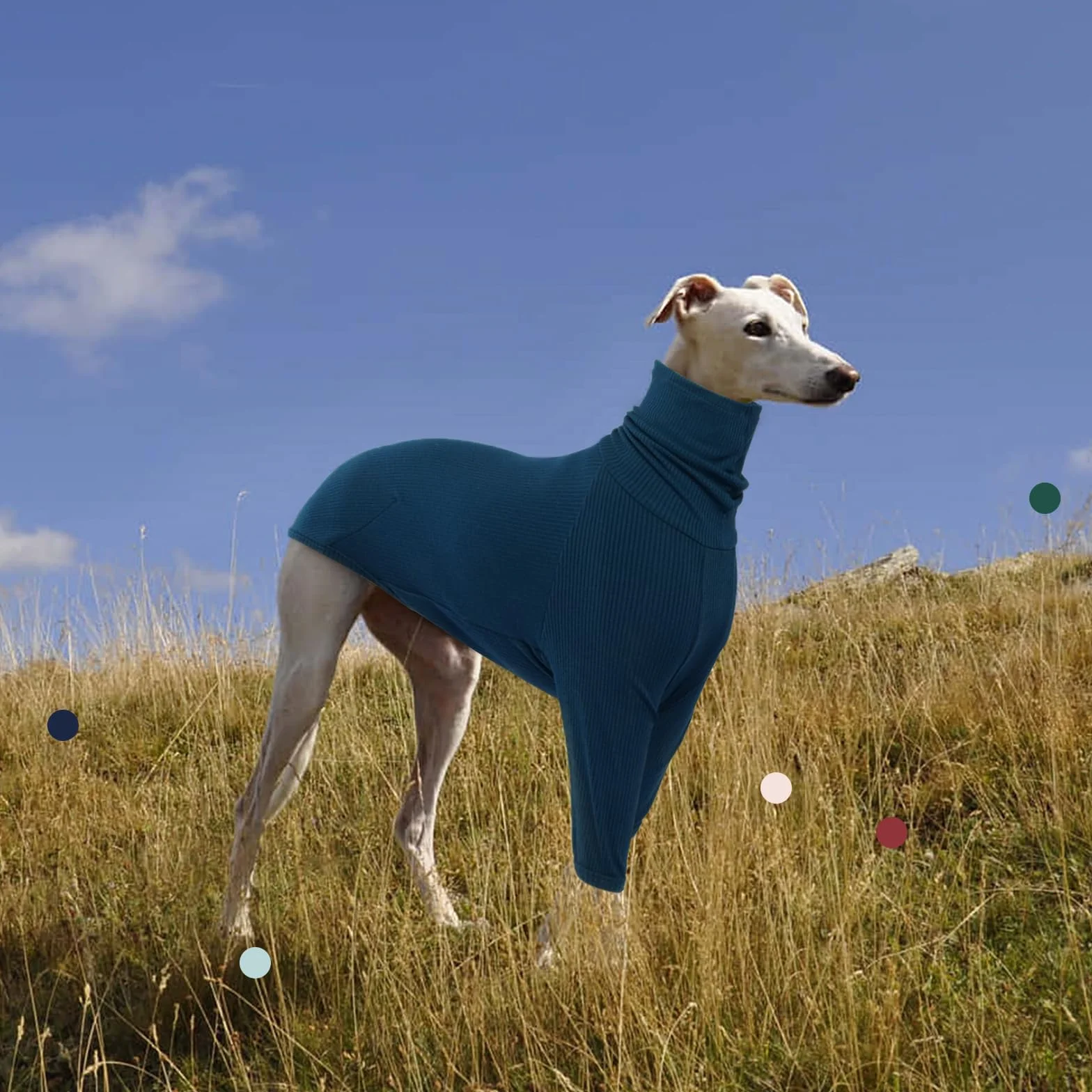 IECOii Maglione Whippet, maglione a collo alto levrieri per cani di piccola taglia, felpa per levrieri italiani, tuta per cani per Lurcher, pigiama leggero e accogliente per levrieri elasticizzato per