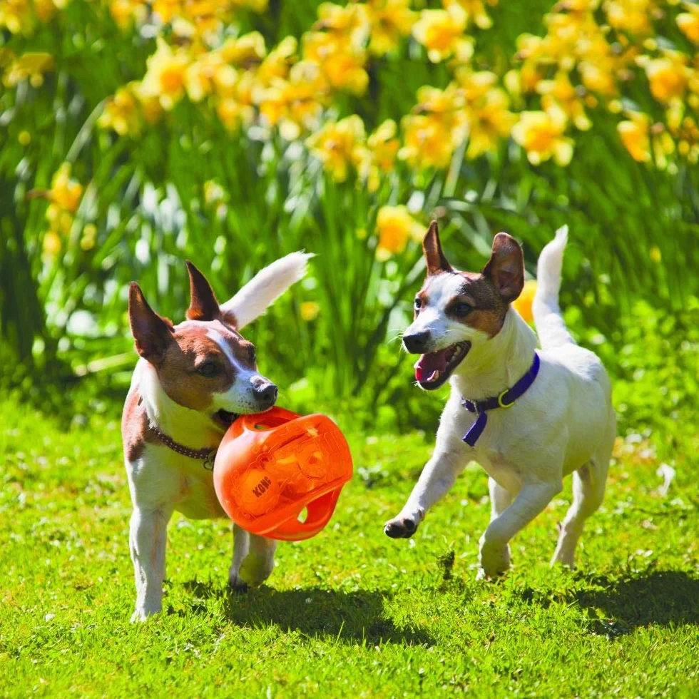 KONG Jumbler Ball - Giocattolo Da Recuperare - Con Pallina Da Tennis - Per Cani E Cuccioli - Per Cani Di Taglia Grande/XL