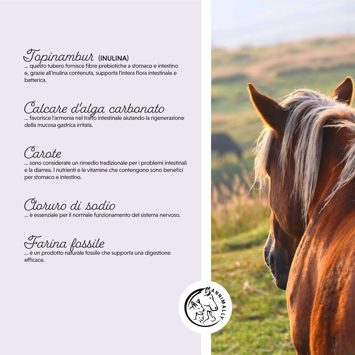Polvere probiotica per cavalli - 750 g di polvere intestinale con lievito vivo per una flora intestinale sana - Batteri intestinali per la sanificazione intestinale nei cavalli, in caso di feci liquid