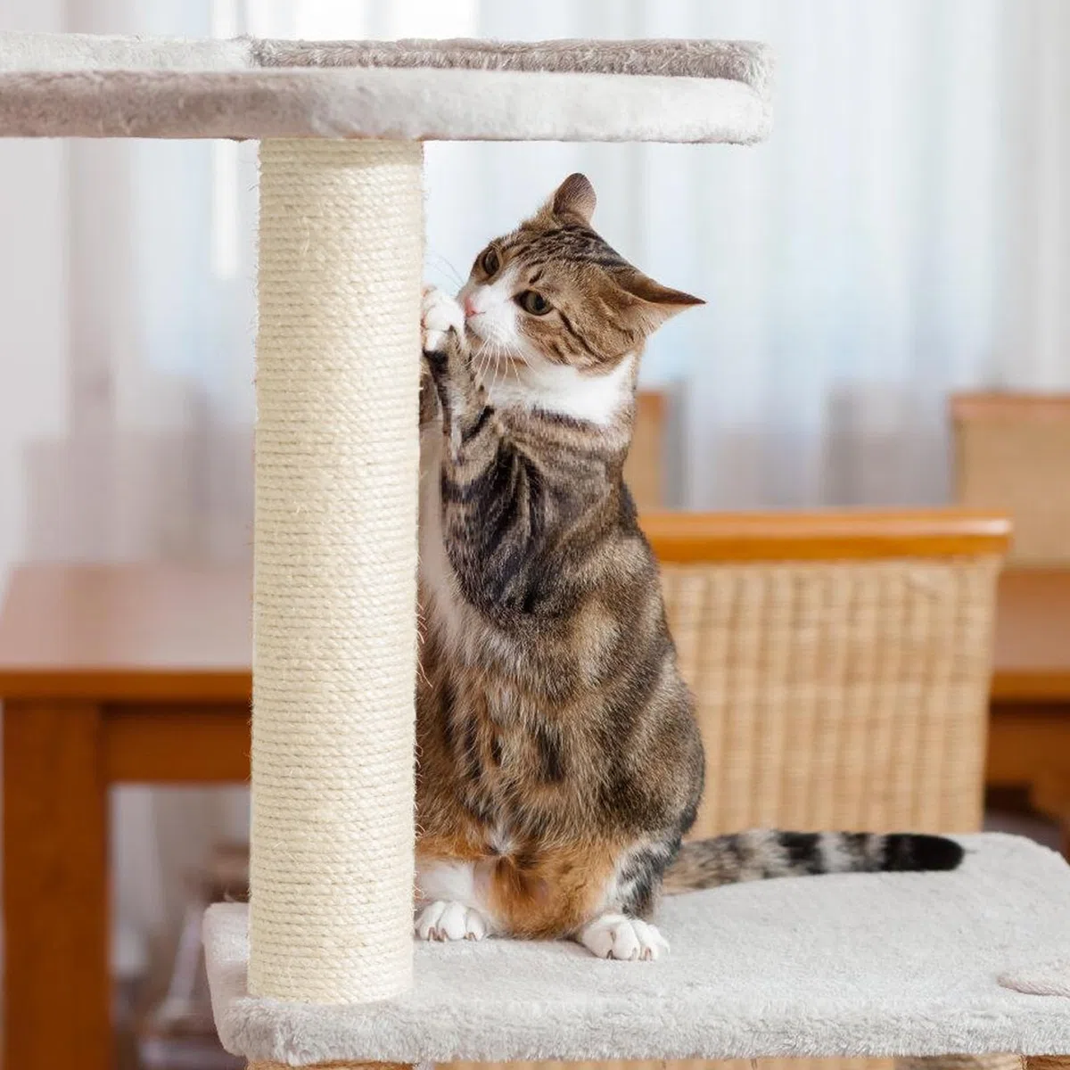 Tiragraffi di ricambio per gatti, 2 tronchi per gatti, lunghezza 40 cm, tiragraffi in sisal naturale, colonna tiragraffi con viti M8, pezzi di ricambio per ristrutturazione, fai da te (bianco)