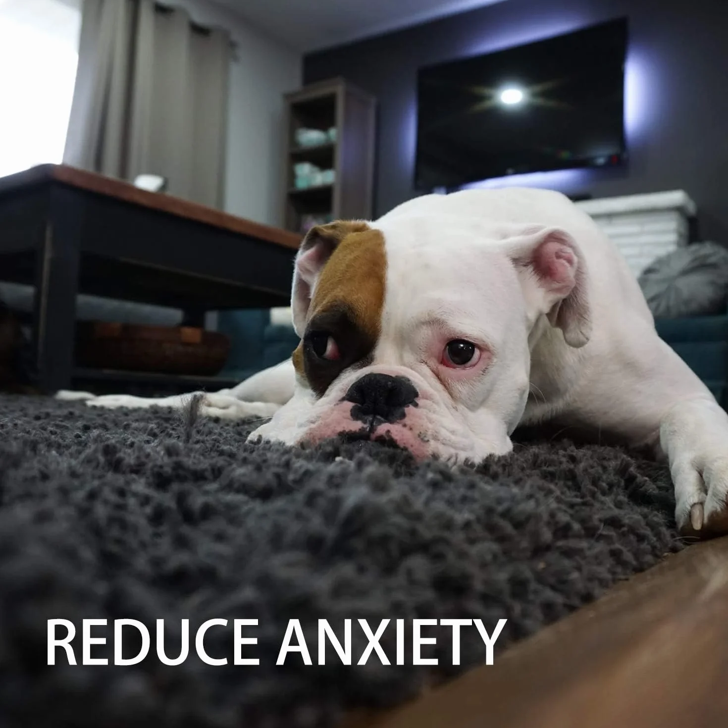Toozey Giochi per Cani, Set di 7 Giocattoli per Cuccioli, Giocattoli Intelligenti da Masticare e Corda per Cani Durevole e Squillante, Cotone Naturale, Allevia Lo Stress e la Noia