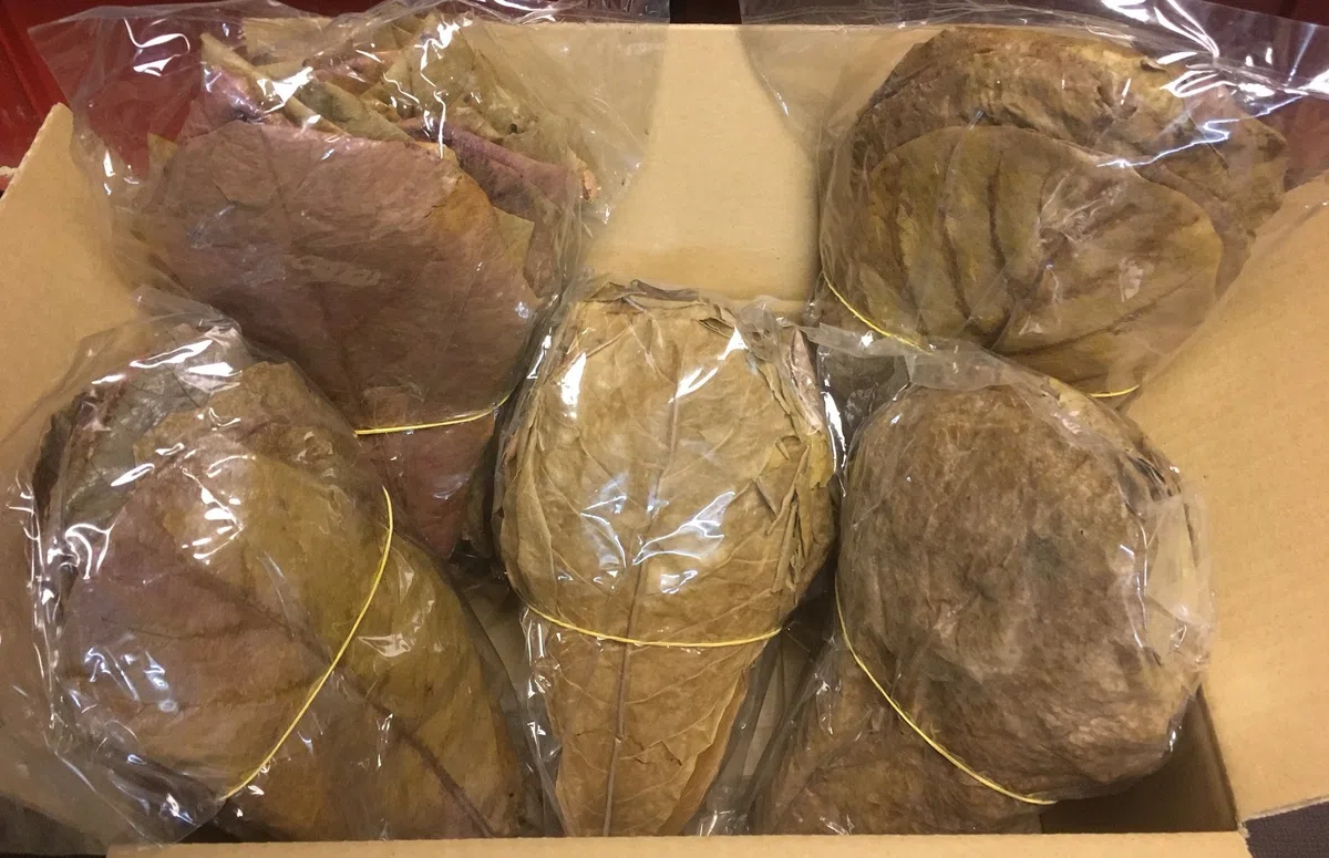 350 g foglie di mandorlo marino, 20-25 cm (~ 200 pezzi)