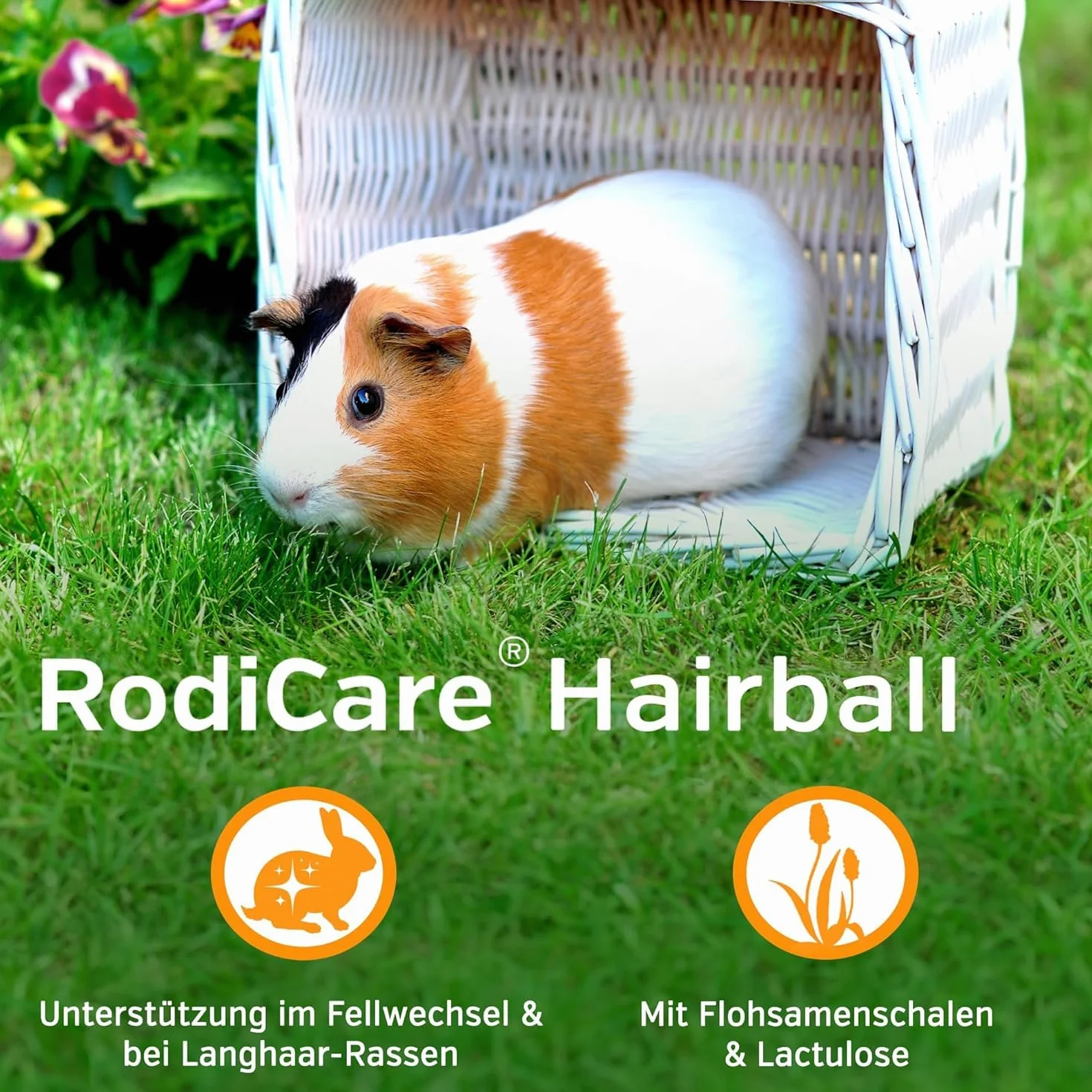 Alfavet RodiCare Hairball (3 x 12 ml) – Supporto nutrizionale per l’eliminazione naturale dei boli di pelo in conigli nani e porcellini d’India – con siringa dosatrice