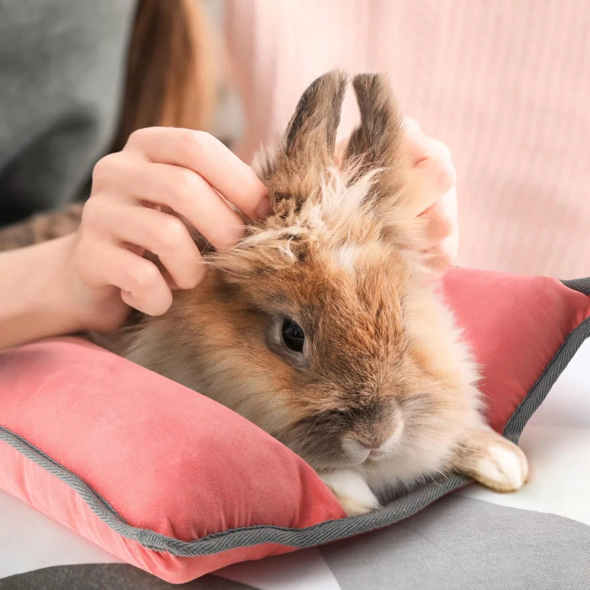 Letto di coniglio – Cuscino di coniglio lavabile su entrambi i lati, tappetino per giovani gatti, porcellini d'India e cuccioli – Conigli Nani Accessori