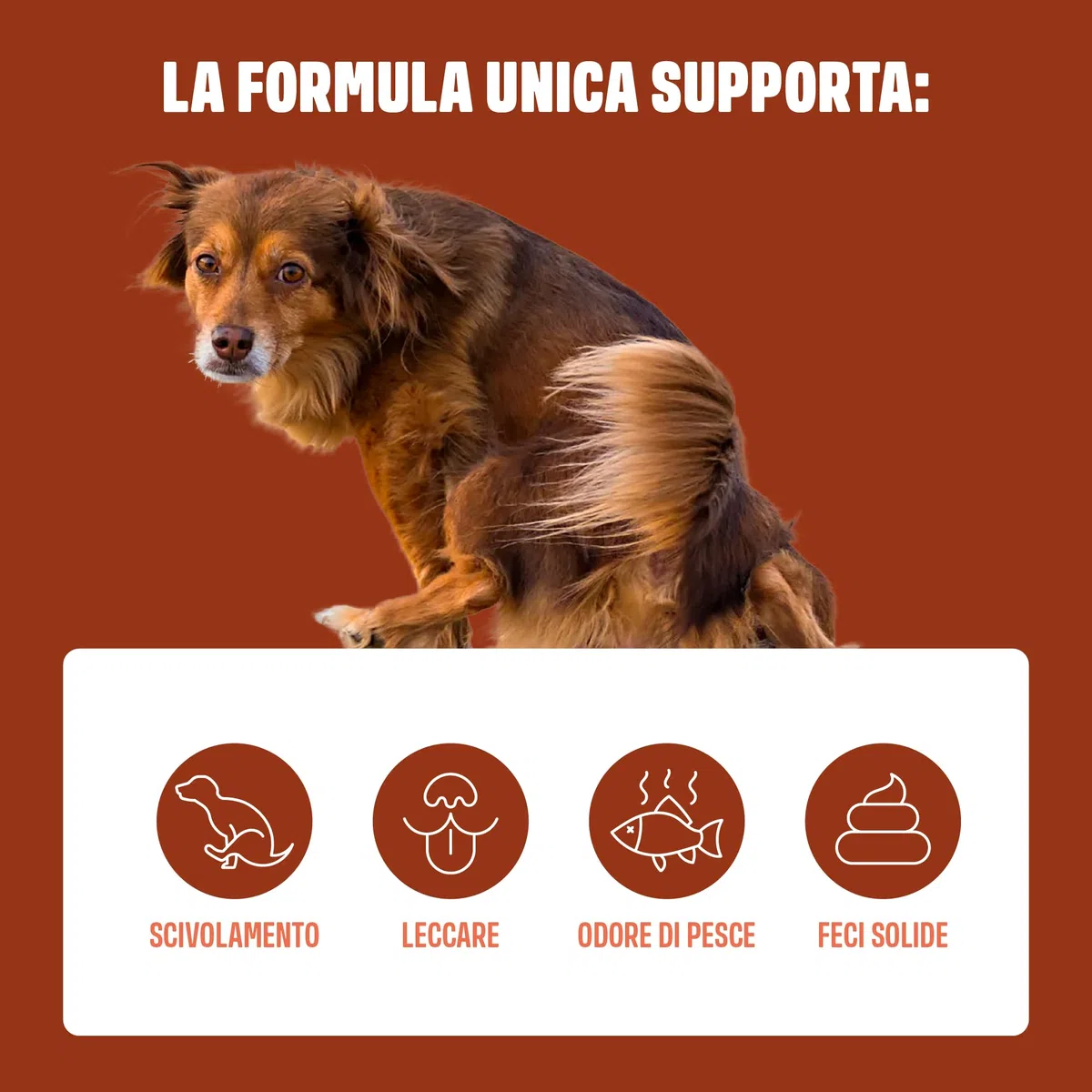 ivvi Anal Gland - Snack per supportare la Salute delle ghiandole Anali dei Cani. Contiene Zucca, psyllium, Lino, tarassaco, ortica e prebiotici. 60 Snack (270g) a Base di Burro di Arachidi