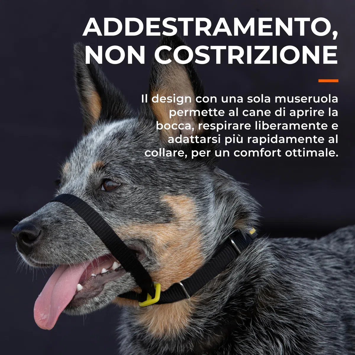 Canny Collar – Collare a Cavezza Addestramento Cane | Collare Anti‑Tiro Gentile e Sicuro | Camminate Piacevoli Senza Stress – Nero, Taglia 4