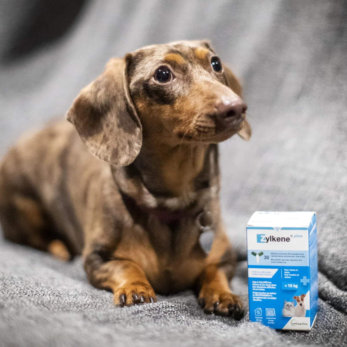 Zylkene Plus Mangime Complementare | Gatti e Cani fino a 10 kg 75 mg | Promuove il rilassamento nelle situazioni di disagio nel lungo termine: Soli a casa, Nuovi animali e neonati | 30 capsule