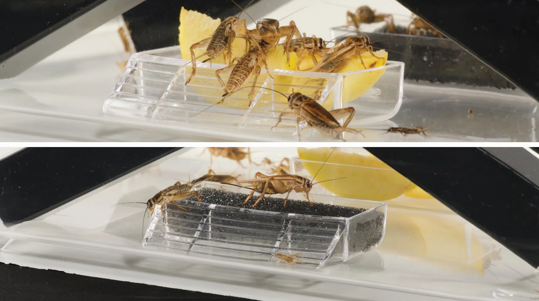Exo Terra PT2287 Cricket Box con 3 Tubi + 2 Spugne