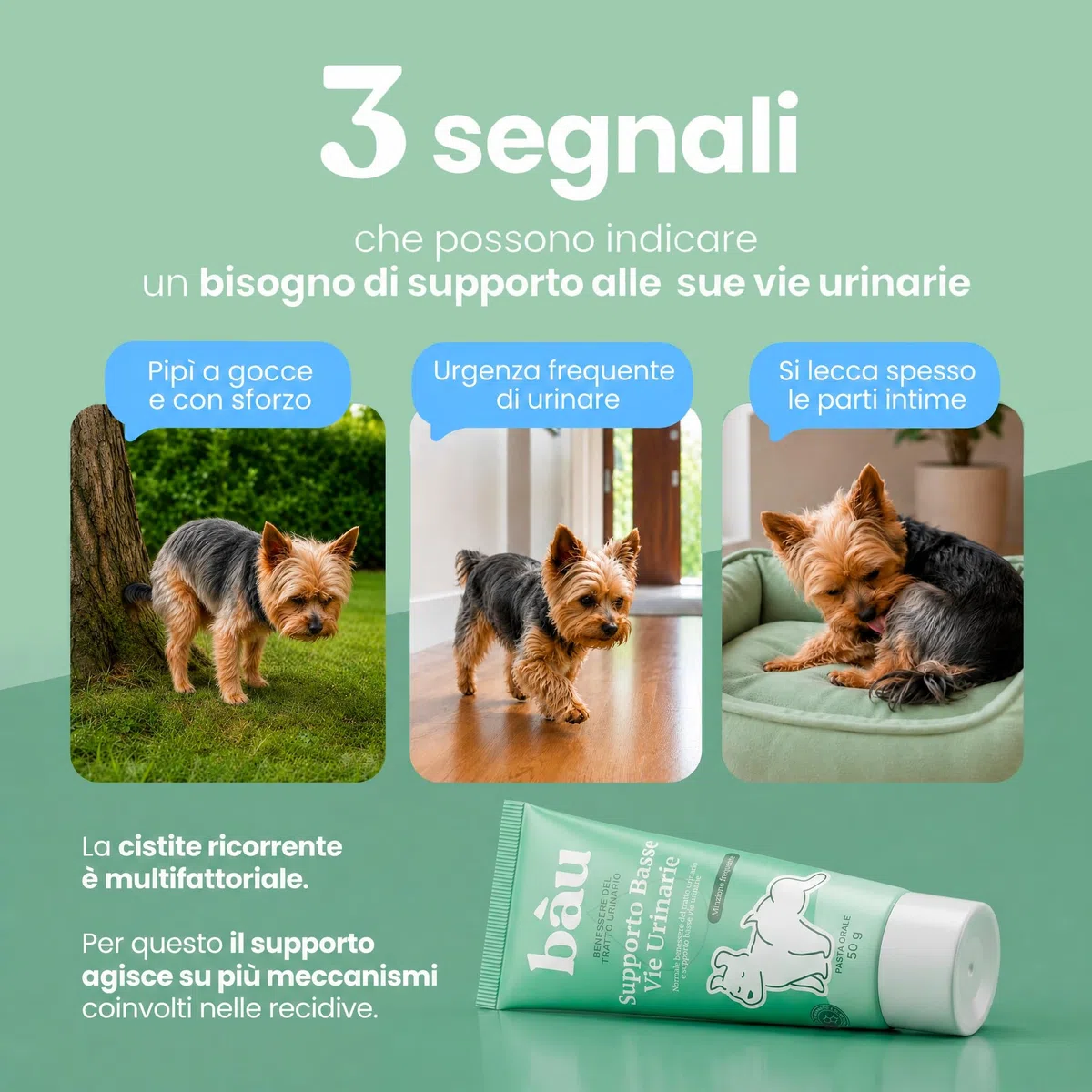 Bau Supporto Vie Urinarie per Cani in Pasta – Cistite Cane – Integratore per Vescica Cane con Pipì Frequente e Fastidio Urinario – Aiuto per Cistite Ricorrente e Minzione a Gocce
