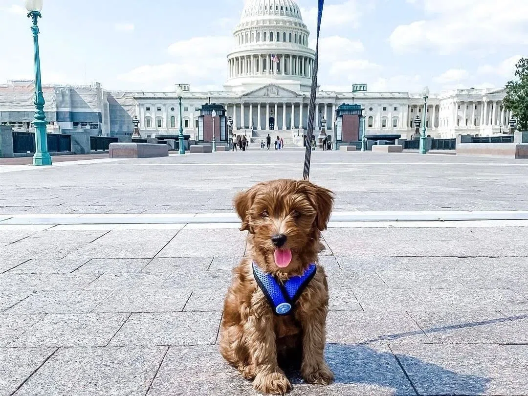 Gooby Choke Free Comfort x Morbido Dog Harness