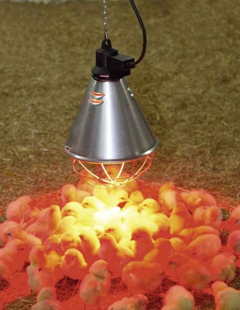 Kerbl - Kit Lampada a Raggi Infrarossi Riscaldante da 250 W + Riflettore Portalampada con Griglia di Protezione, Catena per Il Fissaggio e Cavo da 2.5m