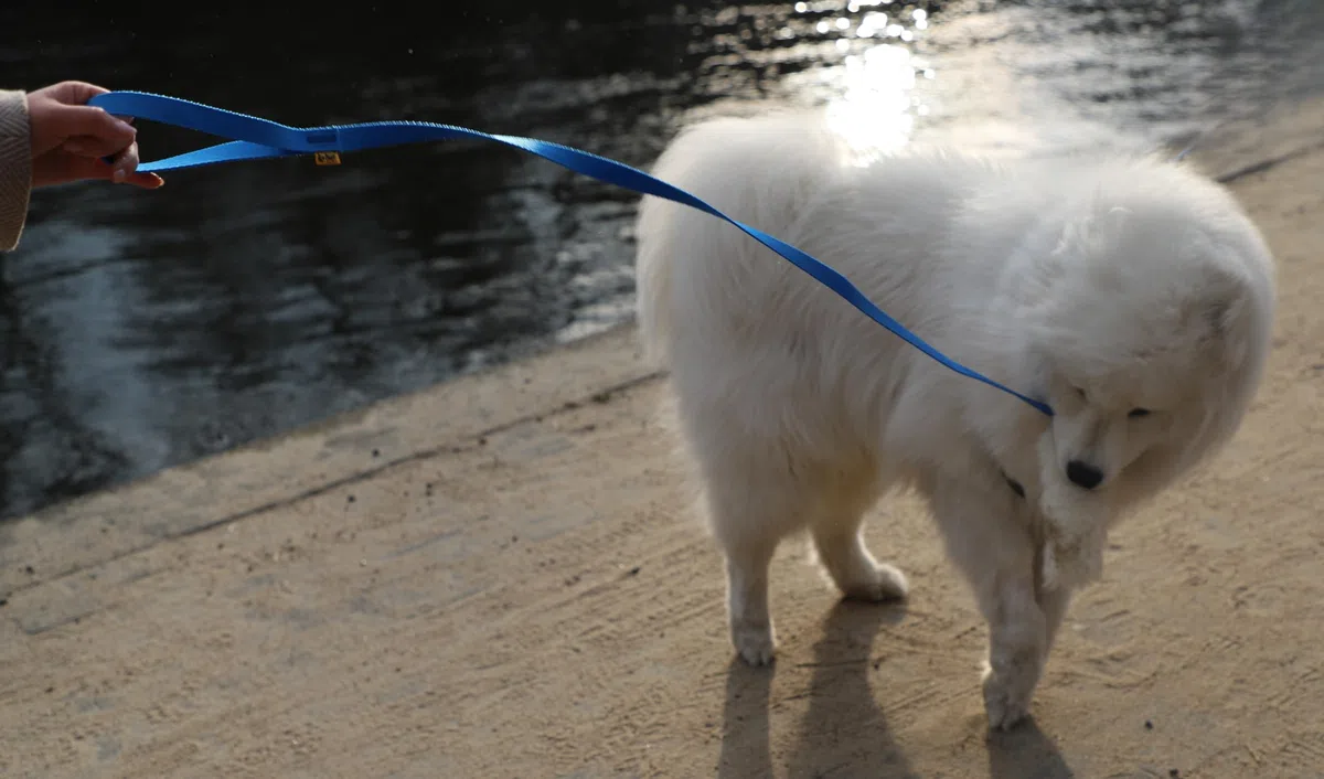 DINGO giocattolo per cani - cacciatore di pelle di pecora con piombo lungo blu 130 cm, agilità motivazione ricompensa rimorchiatore per allenamento e divertimento 15583