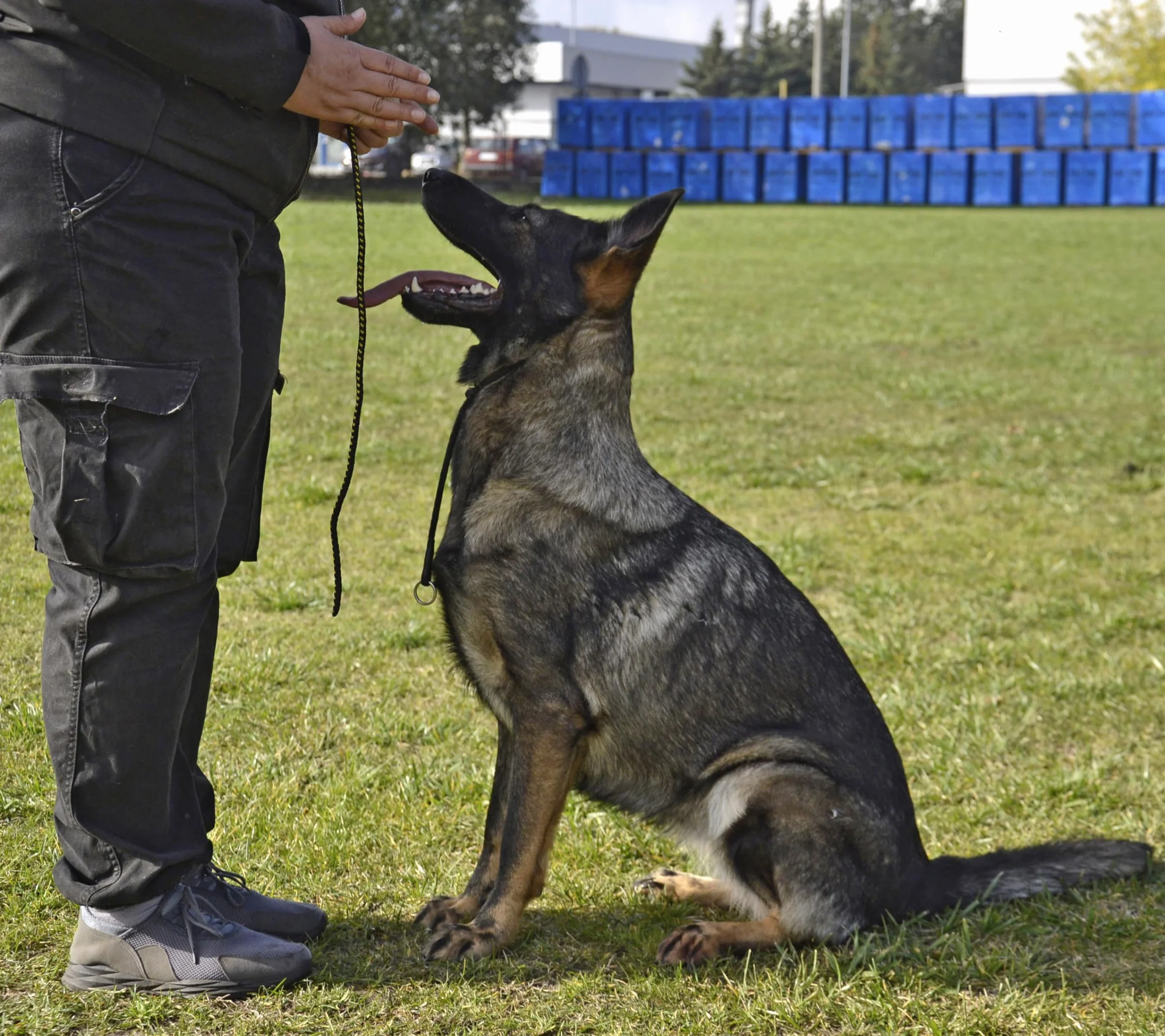 DINGO GEAR - Collare a strozzo per addestramento di cani, fatto a mano, con 2 limitatori, impermeabile - Nero L - S04049