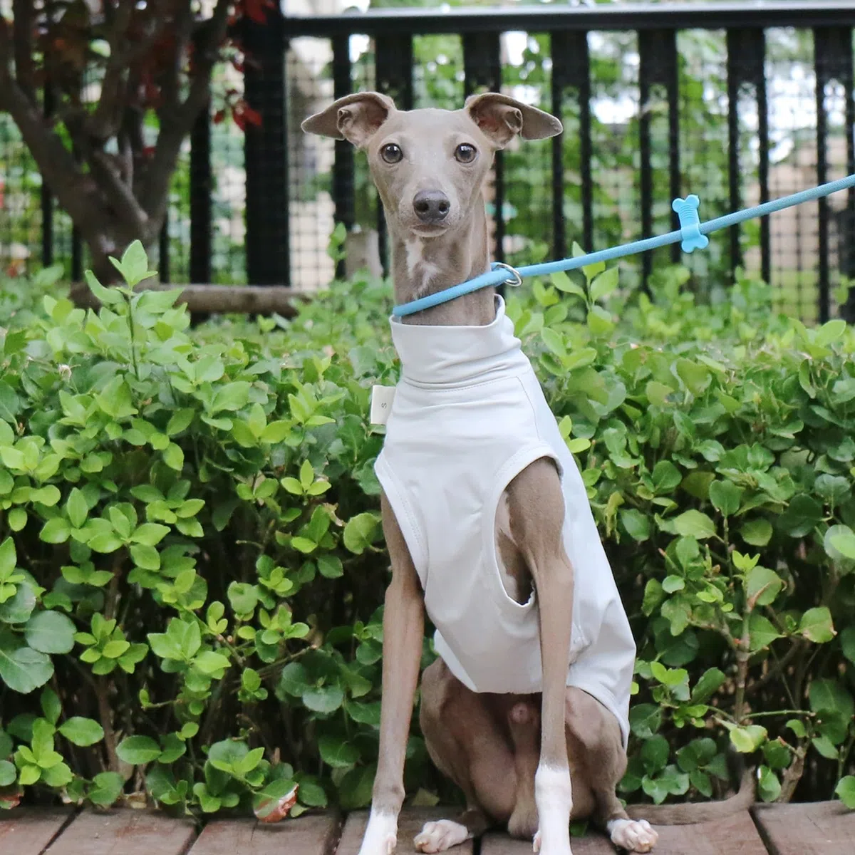 T-shirt Levriero Italiano Per Cani Di Taglia Piccola E Media, Gilet Estivo Leggero E Fresco, Vestiti Whippet, Camicie Traspiranti Per Animali Domestici, Abbigliamento Da Esterno(Gray,M)