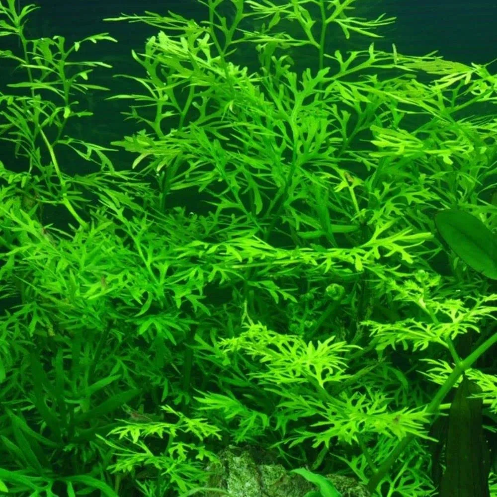 AquaOne Pianta per acquario, 3 pezzi, Ceratopteris thalictroides, pianta acquatica, pianta a stelo completamente radicata, facile da pulire, decorazione Aquascaping