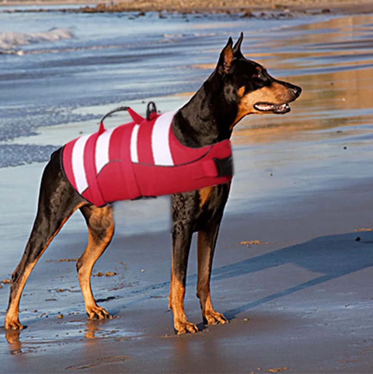 Giubbotto di Salvataggio per Cani Regolabili,Giubbotto di aiuto al Galleggiamento Cani con Manico,Buona Galleggiabilità in Mare,Piscina,Lago (M,Rosso)