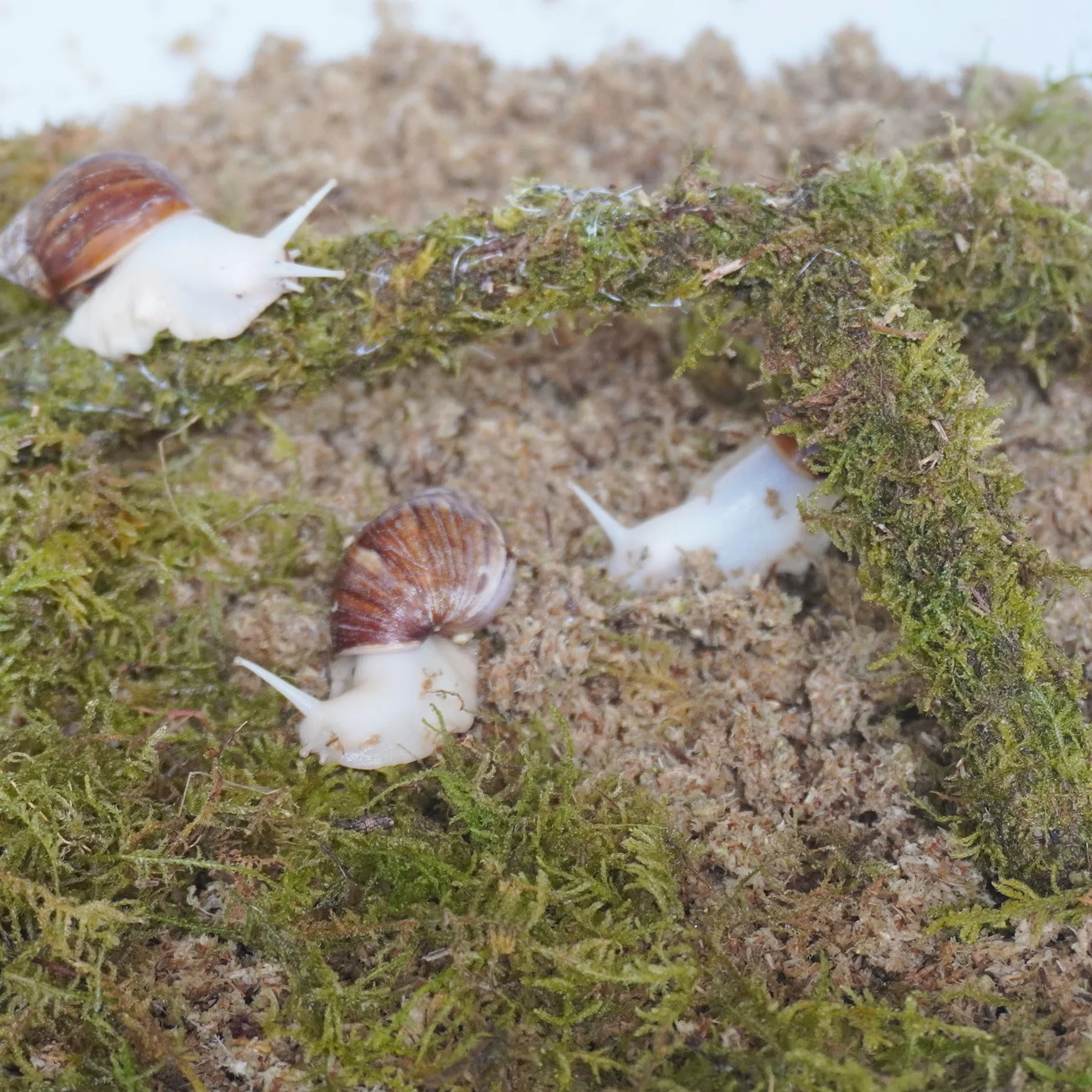 Kit di accessori per terrario a lumaca, 3 pezzi, include uno strato di substrato che trattiene l'umidità, uno strato superiore e un substrato che trattiene l'umidità, giocattolo da