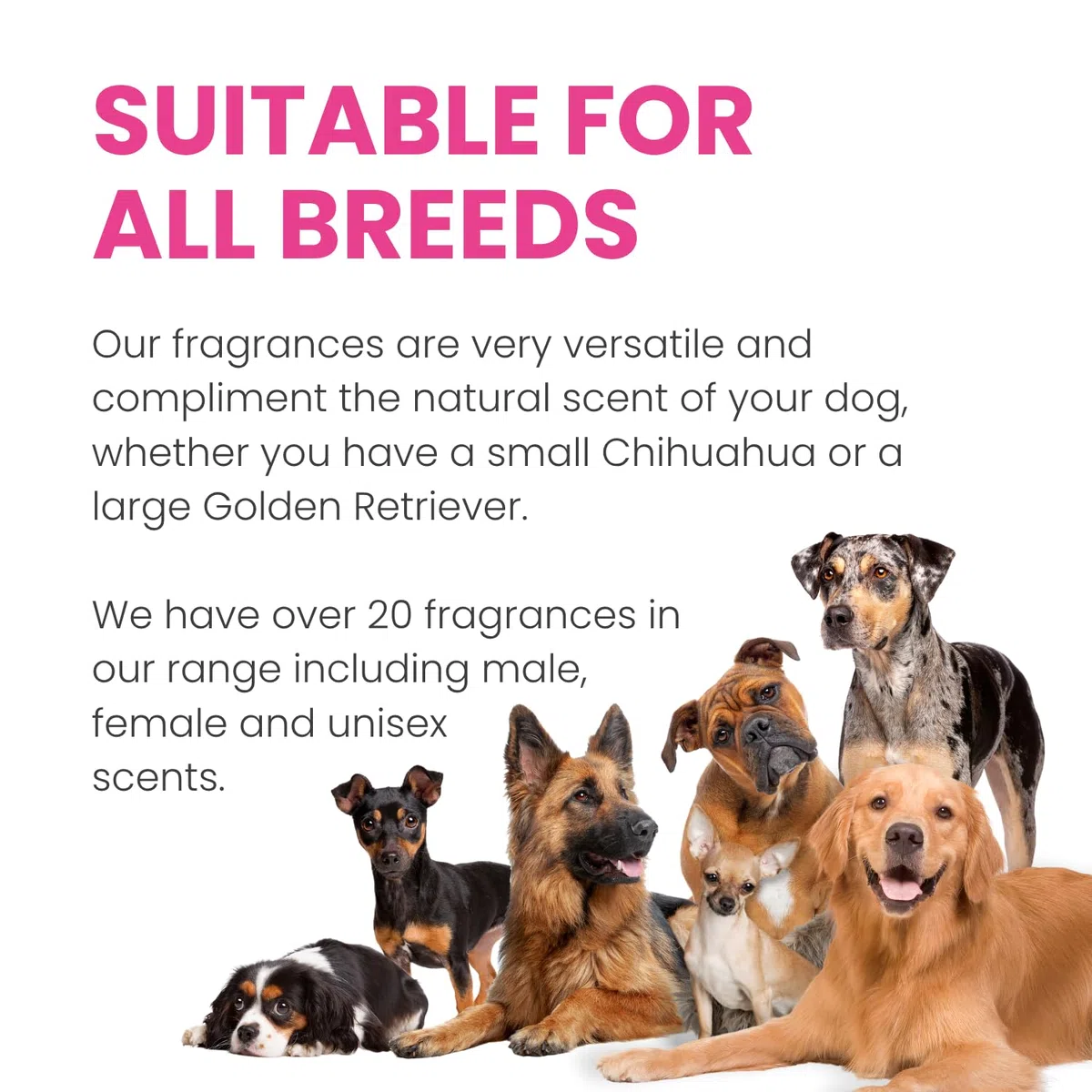 The Pawfume Shop Dog in A Million Pawfume Spray per Cani