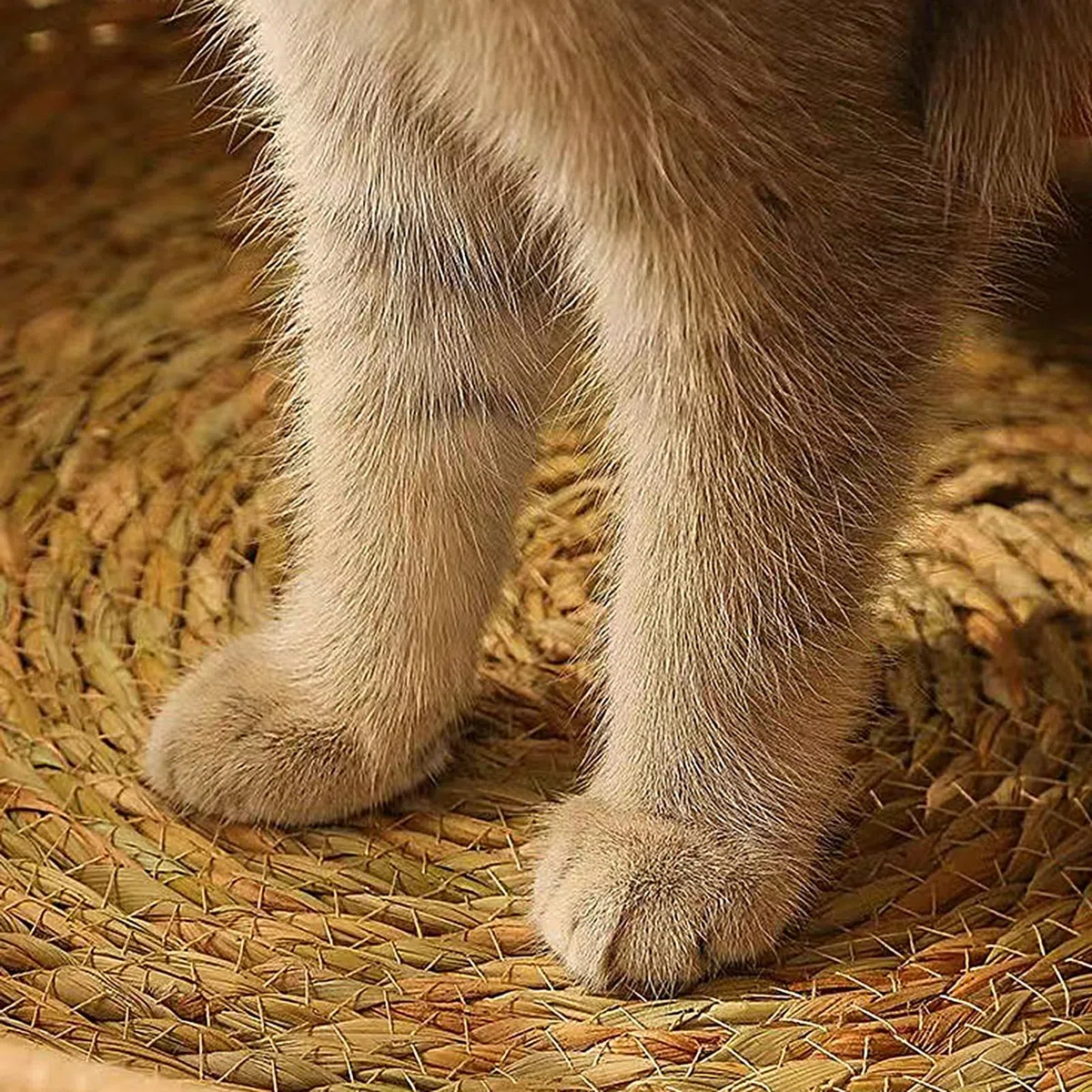 Cuccia per gatti in rattan, 35 cm, rotonda, in rattan fatto a mano, con in cotone, per tutte le stagioni