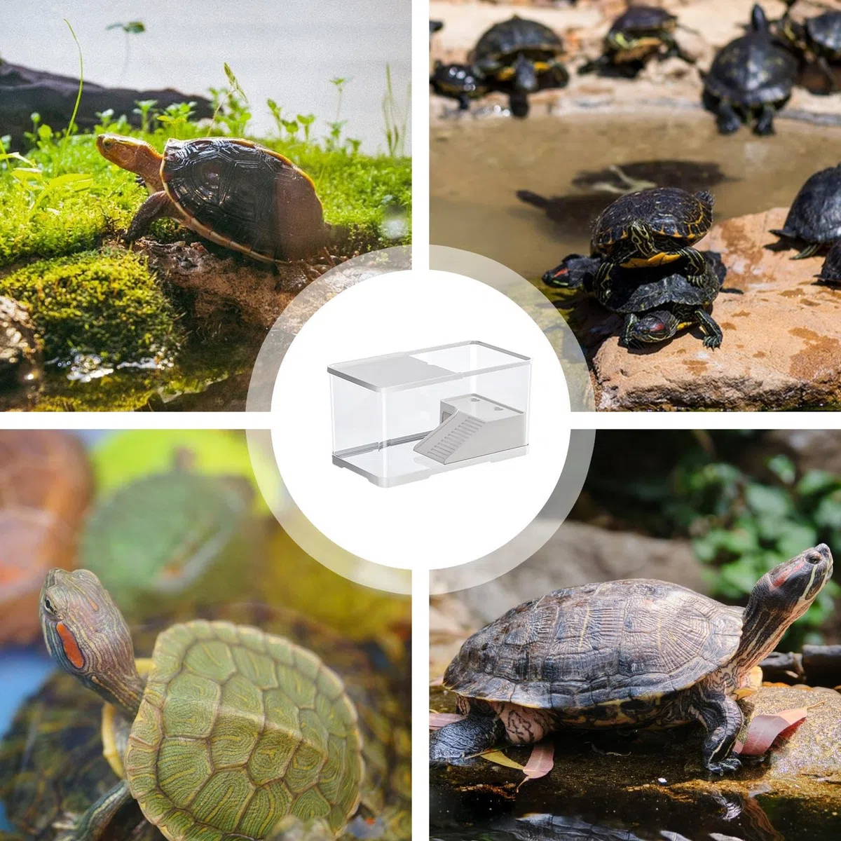 Vasca Tartarughe - Contenitore Per Alimentazione Tartarughiera 360° Trasparente - Acquario Per Tartarughiera Per Scuole Casa Rifugi Animali Educatori Natura Per Tartarughe D’acqua