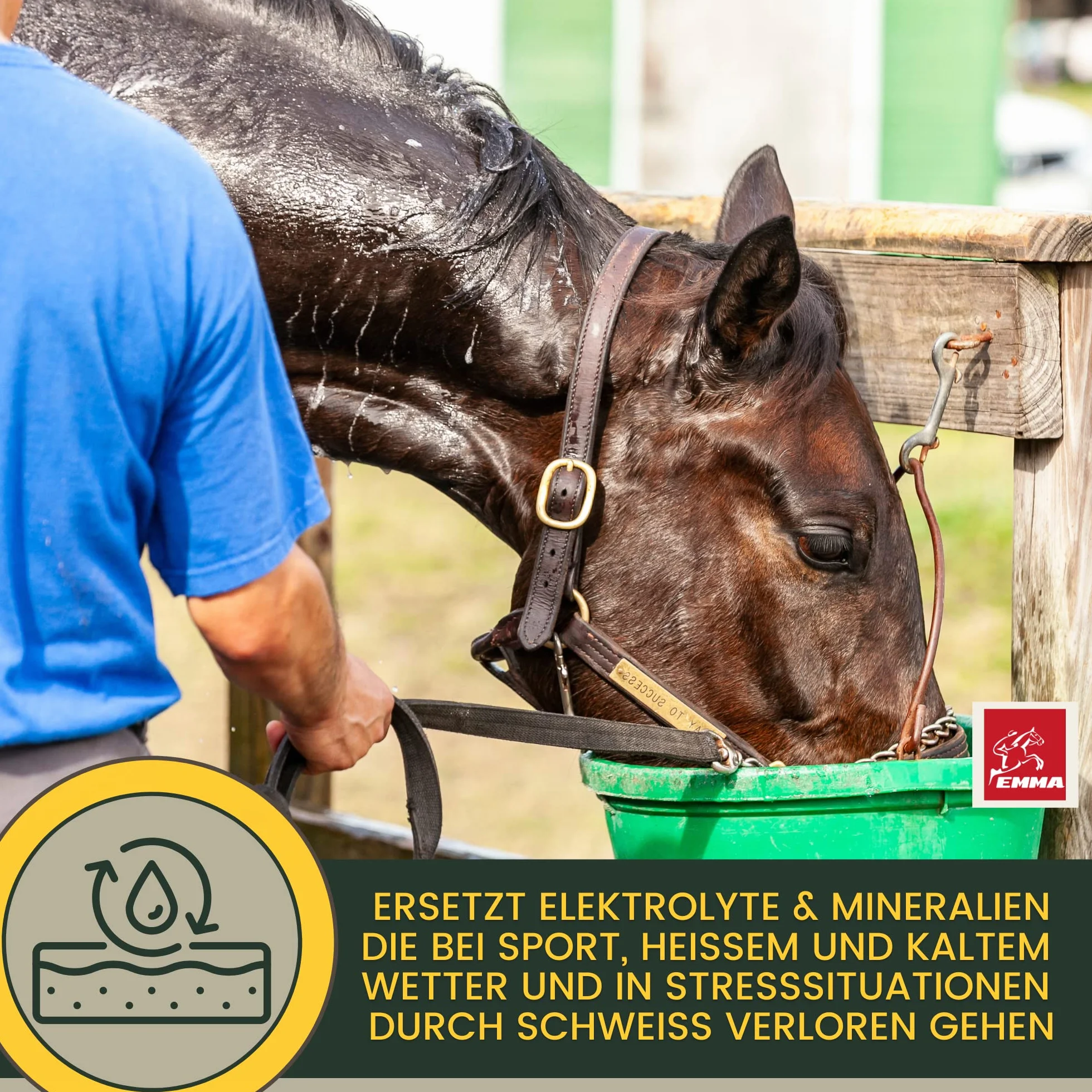 Elettroliti liquidi + pasta I elettroliti cavallo minerali vitamina B12 oligoelementi I sali di sodio magnesio cavallo I elettroliti diarrea vomito acqua sudorazione I sali minerali cavallo 1L 30ml