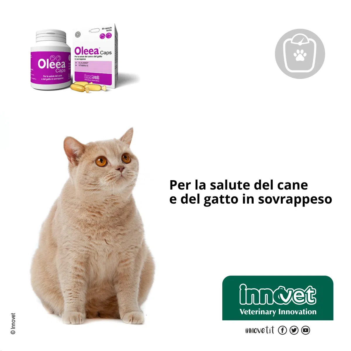 Oleea - Formulazione Liquida, 60 ml - per la Salute del Cane e del Gatto in Sovrappeso o Obeso - Protegge dai Danni Legati all'Eccesso di Grasso Corporeo