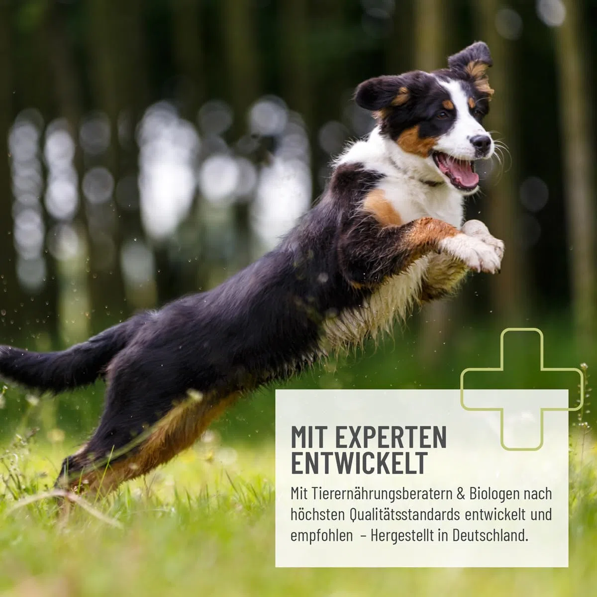 ReaVET Forte urinario per cani, 250 g, supporta la funzione vescica in caso di debolezza della vescica, proteine dei semi di zucca, semi di zucca per cani macinati – vescica, prostata e vie urinarie,