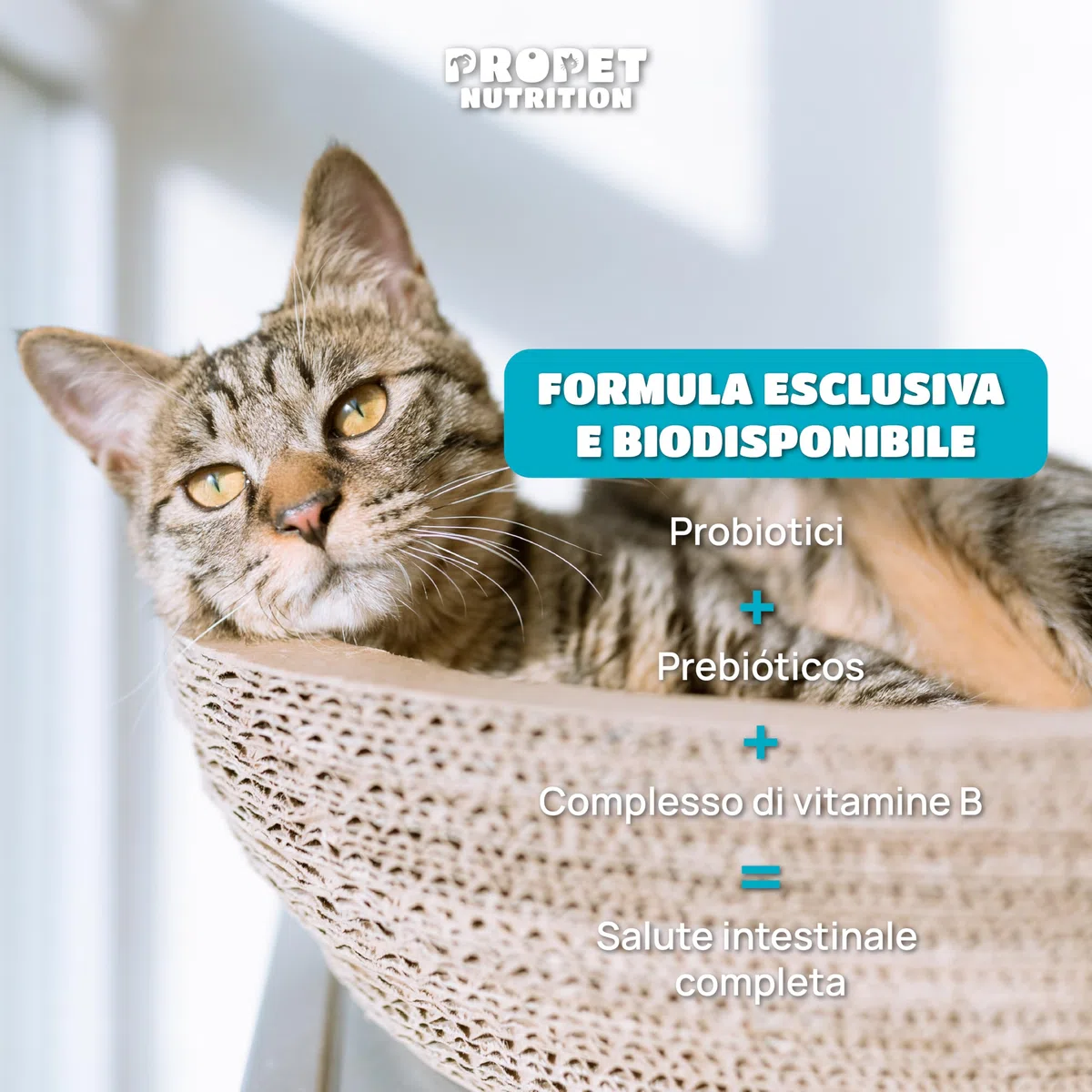 Probiotici per Cani. 10 Miliardi UFC. Probiotici 11 Diversi Ceppi + Prebiotici + Vitamine B Complex. 120 Compresse. Fermenti Lattici Cane. Diarrea Cane. Probiotico Digestivo per Cani