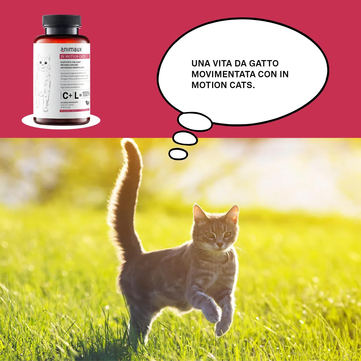 animaux In Motion Cats - Integratore Alimentare per Gatti per Ossa, articolazioni e cartilagini - 60 compresse masticabili - con cozza dalle Labbra Verdi, Artiglio del Diavolo collagene