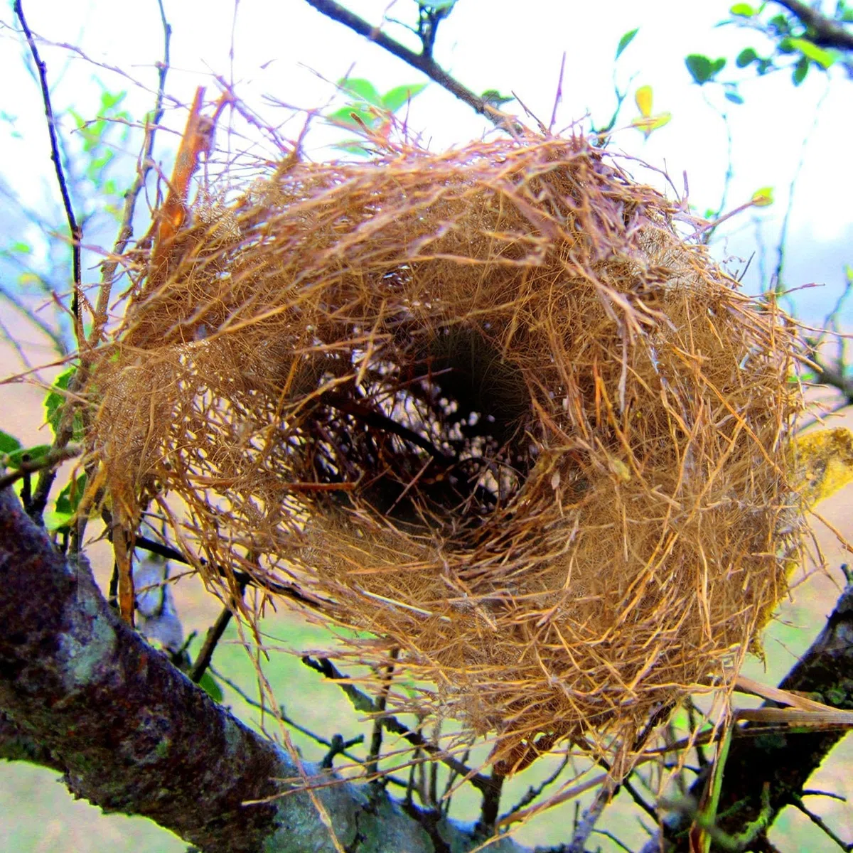 Fibre di cocco biologiche a fibra lunga – 500 g per animali uccelli , tartarughe, ragni – artigianato – decorazione floristica orchidee