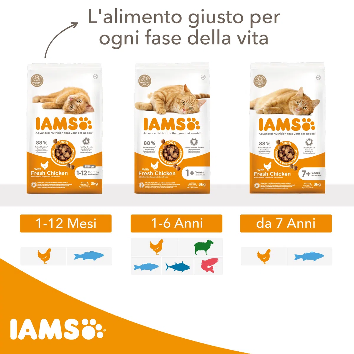 IAMS Cibo secco per gattini con pesce oceanico da 1-12 mesi, 3 kg