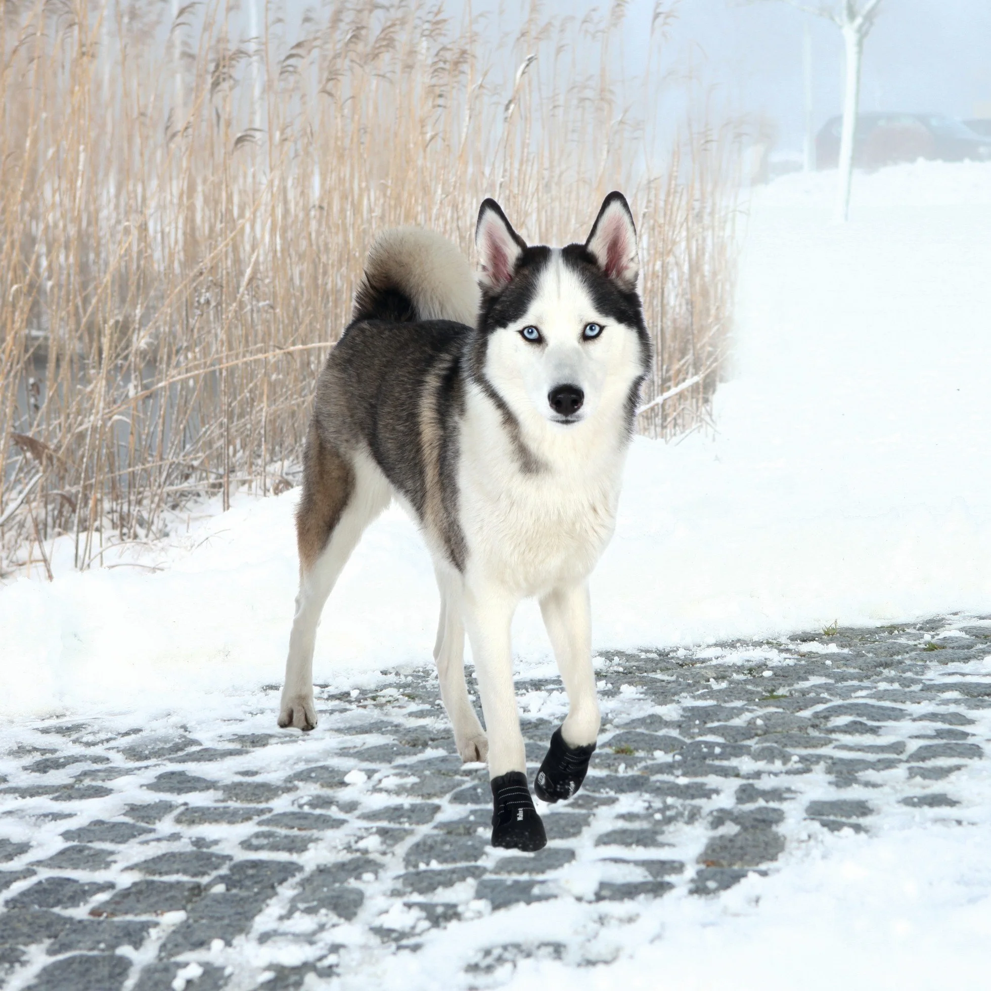 Walker Active, Calzini